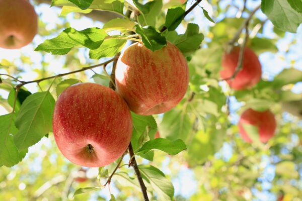 リンゴを食べる時　注意すべき四つのポイント
