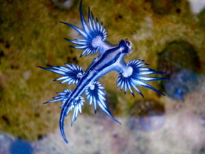 「海のナメクジ」ブルードラゴン　目を奪われるほどの美しい青色