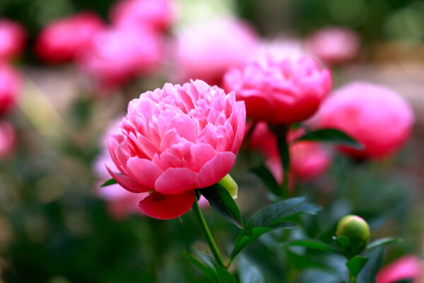 中国史上唯一の女皇帝が愛した花　「花の王」