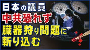 日本の議員、中共恐れず、臓器狩り問題に斬り込む。