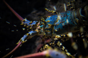 こう来るか…　予想の覆す配色のロブスターに驚きの声