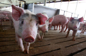 前橋市で豚熱の感染確認　約3900頭殺処分　県「豚はいずれもワクチン接種済み」