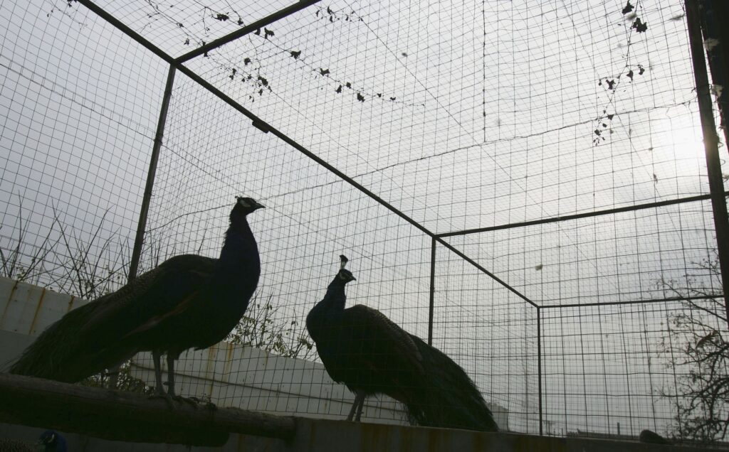 中国瀋陽の鳥類テーマパーク、「鑑賞用」と孔雀を木に縛り付ける