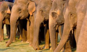 命の恩人の死を悼む　象の群れによる葬列が心を打つ