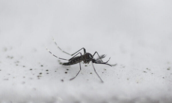 遺伝子組み換えた数百万匹の蚊　野外放出…米当局が承認　カルフォルニア州など