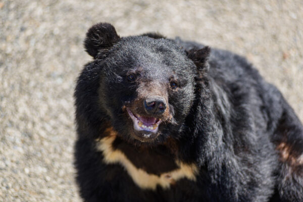 17年間、地下牢で胆汁を採取されていた熊2頭を救出