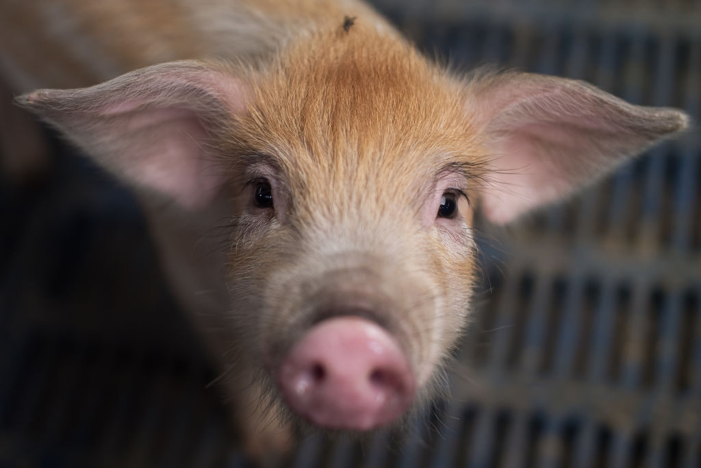 中国の豚コロナウイルス、ヒトへの感染の可能性も＝米学者の研究論文