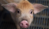中国の豚コロナウイルス、ヒトへの感染の可能性も＝米学者の研究論文