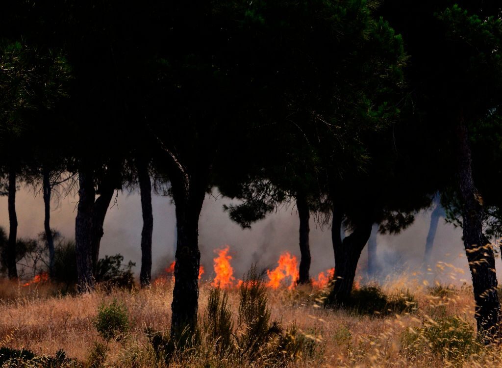 動画：スペインの森林火災　ユネスコ世界遺産に被害　1850人避難