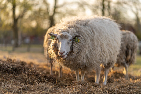 豪州の流浪の羊は毛玉に似ている　35キロの羊毛を剃った違いは衝撃的