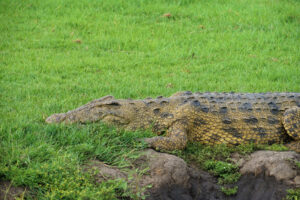 男がまさかの方法でワニを捕まえた