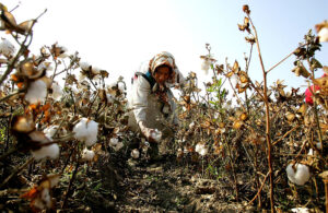 中国新疆ウイグル自治区の綿花収穫、57万人が強制労働＝報告