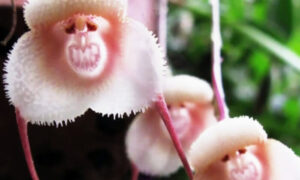 猿の顔をした花　モンキー・オーキッド