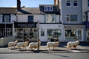 ヤギがウェールズの町を歩き回る