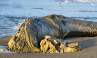海岸に打ち上げられた海獣、実在する「ネバーエンデイングストーリー」？