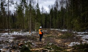 中国への木材密輸が深刻化、プーチン氏が取締りを指示