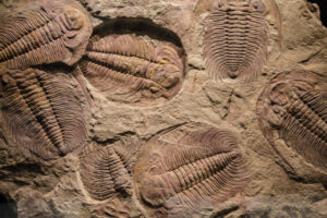 進化論は間違っている　カンブリア紀の地層で発見された三葉虫の化石に人間の足跡