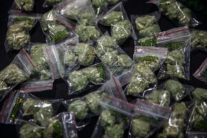 米国大麻合法化の影で「脱法」探る　中国人の大麻事業者