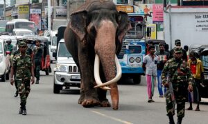 『写真で一言』寺院の儀式を主宰するため会場に向かう象