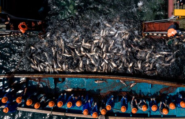 発展途上国の食料安保　中国の遠洋漁船団で脅かされる
