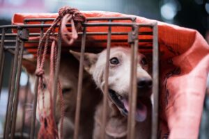 論争の犬肉祭、現地当局「人前で」と殺を禁止