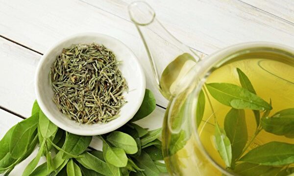「緑茶はワクチンに似ている？」カテキンが免疫力を高め、寿命を延ばします