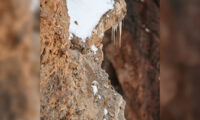 あなたの視力を検査　岩肌に隠れたユキヒョウを見つけることができる？