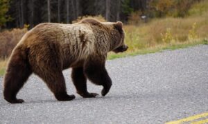 米ワシントン州に愛嬌の「手振り」熊が人気！