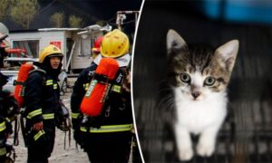 屋根裏から不気味な物音　消防隊員は可愛らしい猫を発見