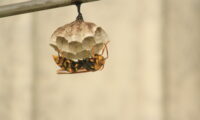 イギリスの除虫専門家が、人生で初めて屋根裏から1メートルのハチの巣を撤去