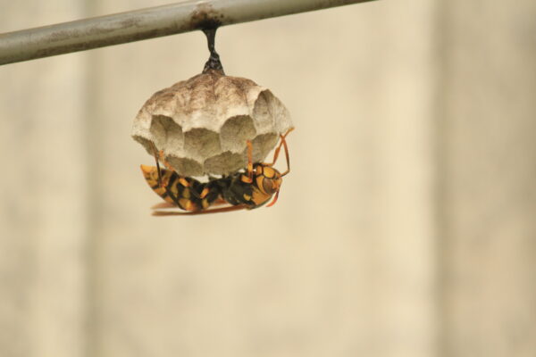 イギリスの除虫専門家が、人生で初めて屋根裏から1メートルのハチの巣を撤去