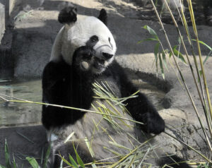 米国生まれのパンダ、中国に「返さない」米議員が修正案提出