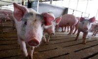 中国南部でアフリカ豚コレラが再発 洪水が原因か