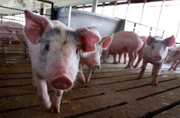 中国、3月以降アフリカ豚コレラ感染14件確認、当局「厳しい状況」