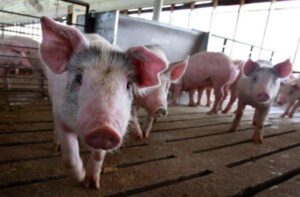 豚肉加工品からアフリカ豚コレラ　中国有名企業10数社