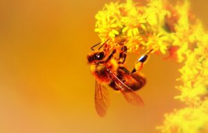 ミツバチが持つ善良な特性　仲間の災難に取った行動とは