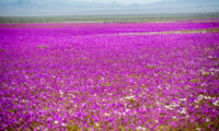 【写真】チリの砂漠　カラフルな花のじゅうたんに