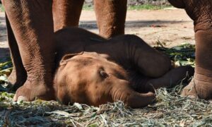 観光客を乗せた母象につながれた1歳の子象　疲労で倒れる
