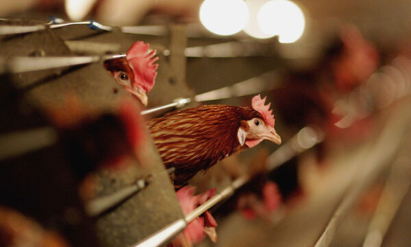 農林水産省、米加州の鶏肉など一時輸入停止　鳥インフルエンザ発生で