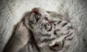 『写真で一言』眠っている生まれたばかりのホワイトタイガー