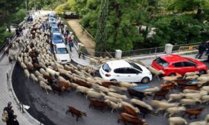 『写真で一言』走る羊の群れ