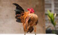 ポーズを披露するのが得意な世界最小、体重500gの鶏