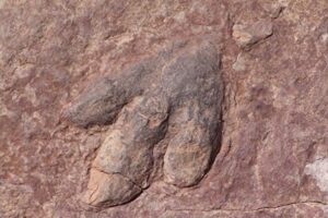1億6500万年前の巨大な恐竜の足跡が英国のビーチで発見される