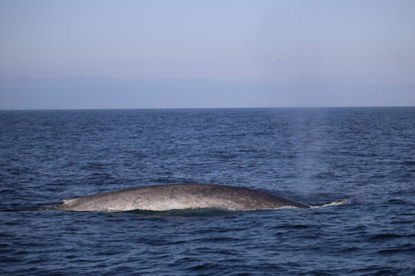 「見られたら生涯の幸運かも」シロナガスクジラのお話