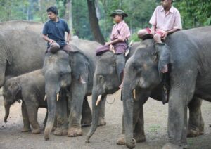 ミャンマー 絶滅危惧アジアゾウの死が増加、中国に漢方薬の材料で流通
