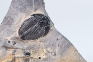 米国少女、4.7億年前の三葉虫化石を発見する