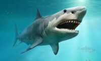フロリダ沖に先史時代のメガロドンの歯が出現、最大15cmの大きさに
