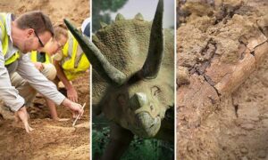 建設現場から6,800万年前の巨大なトリケラトプスの骨を発掘=米国