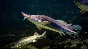 珍しい400ポンドのチョウザメが川から釣り人の頭上に飛び出してきた