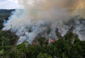 ブラジル、環境保護で役割果たさねば「のけ者」に　企業が共同声明